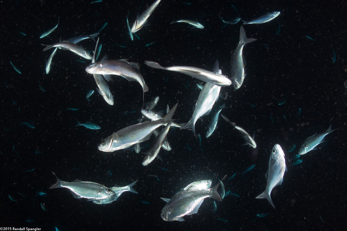 Selar crumenophthalmus (Bigeye Scad)