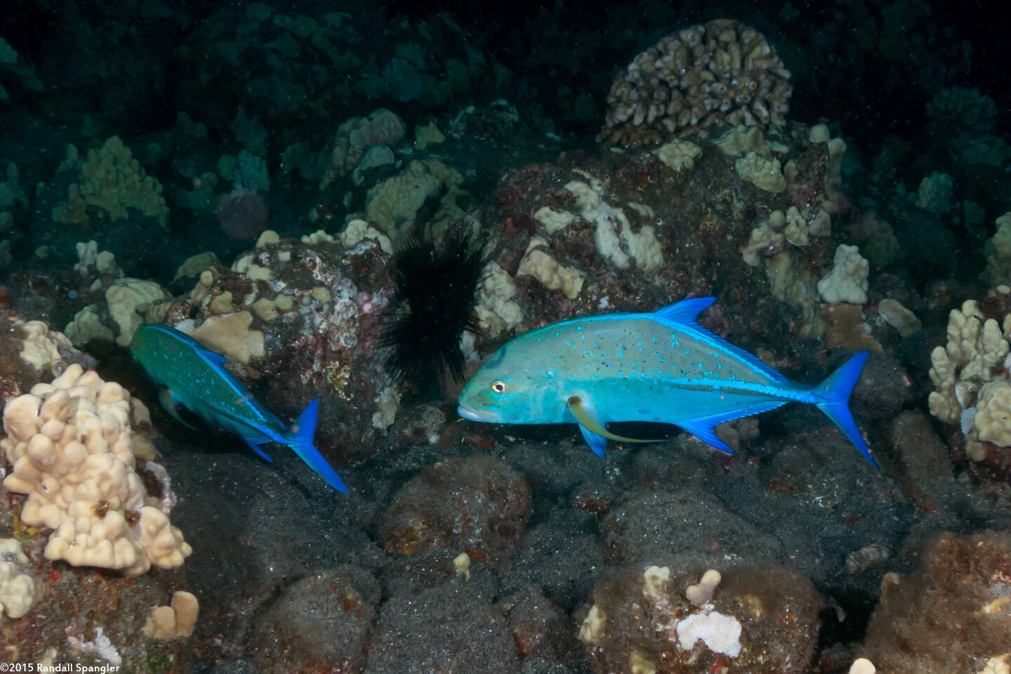 Caranx melampygus (Bluefin Trevally)