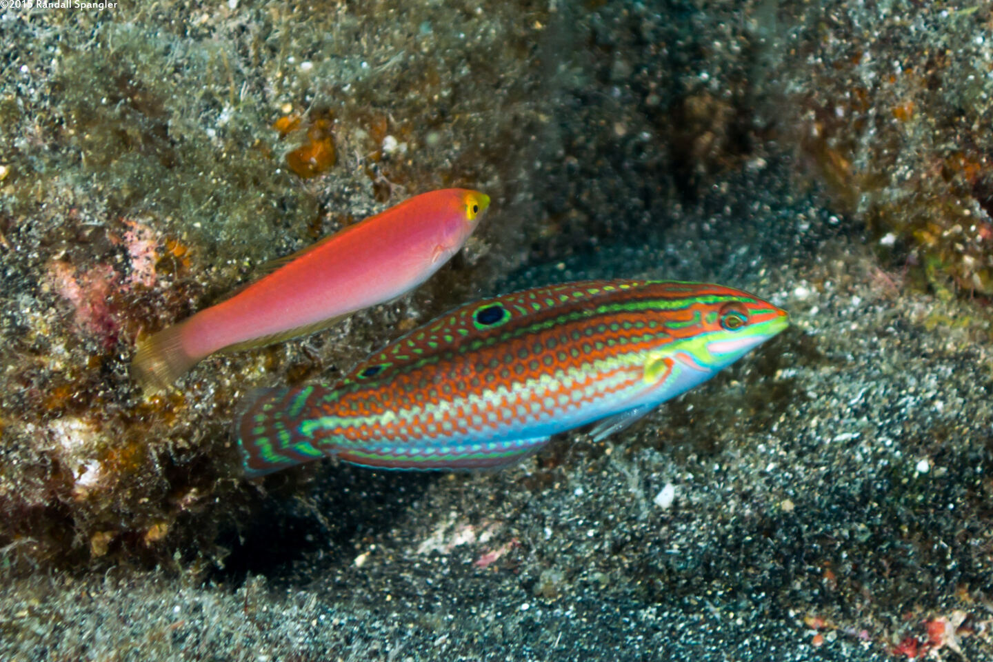 Halichoeres ornatissimus (Ornate Wrasse)