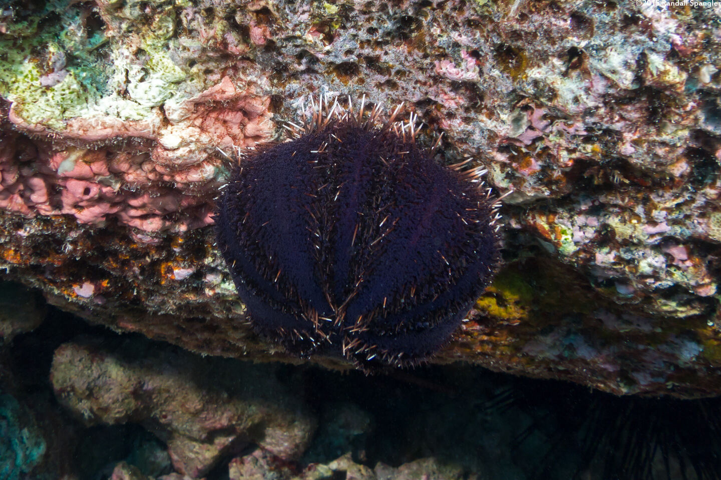 Tripneustes gratilla (Collector Urchin)