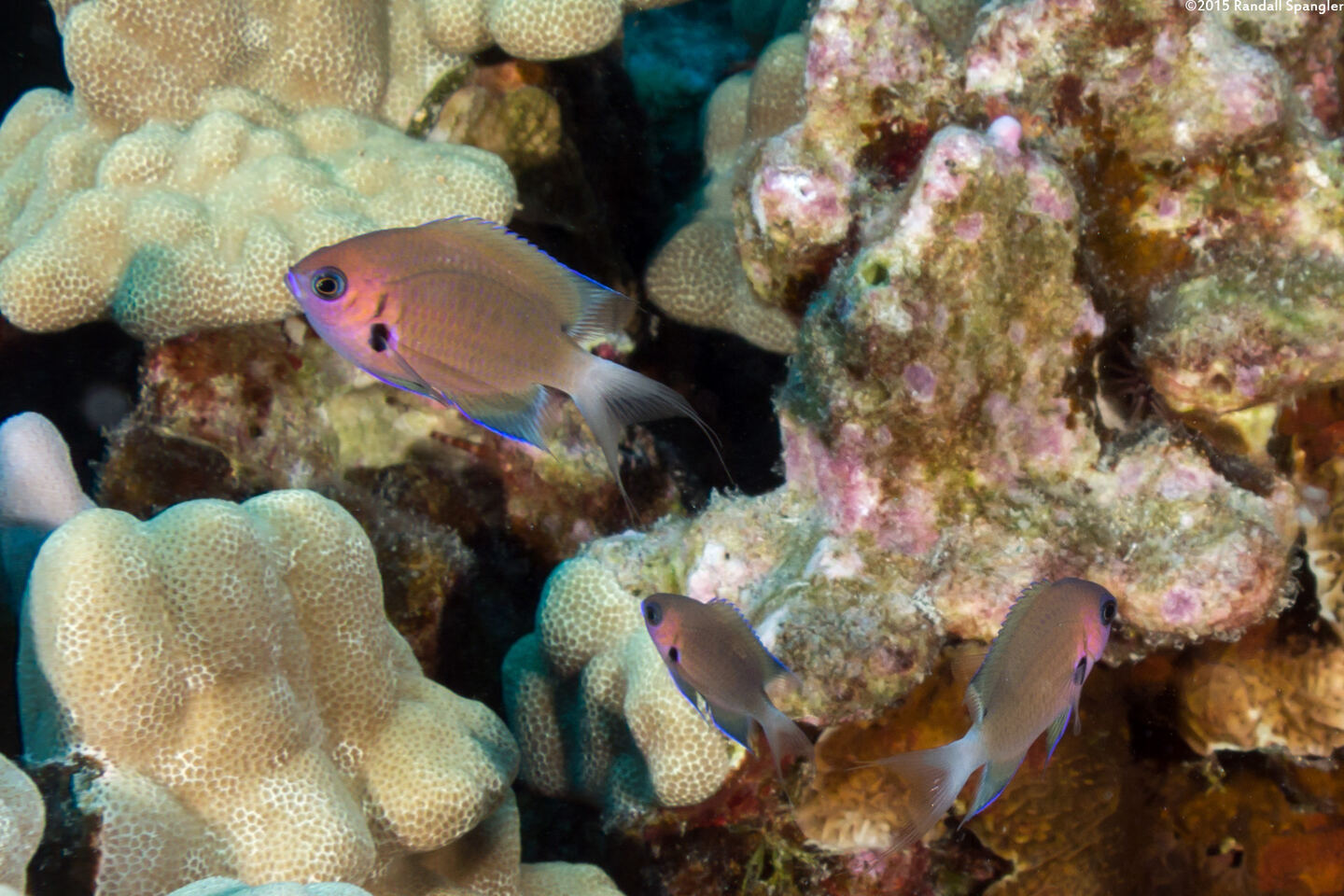 Chromis agilis (Agile Chromis)
