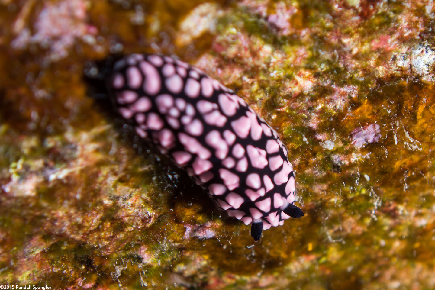 Phyllidiella pustulosa (Pustulose Phyllidia)