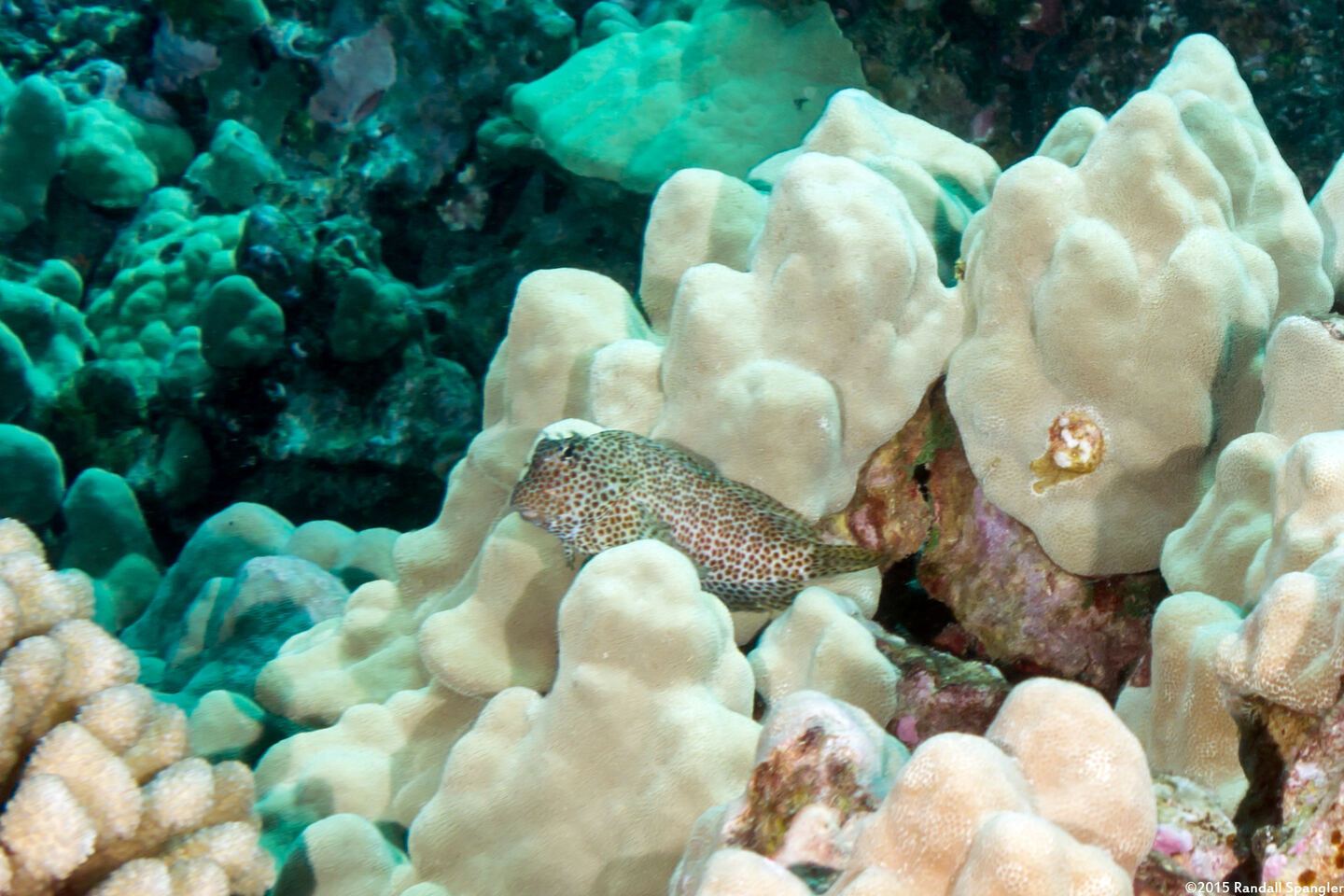 Exallias brevis (Spotted Coral Blenny)