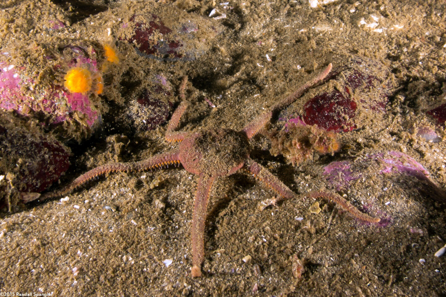Ophioplocus esmarki (Smooth Brittle Star)
