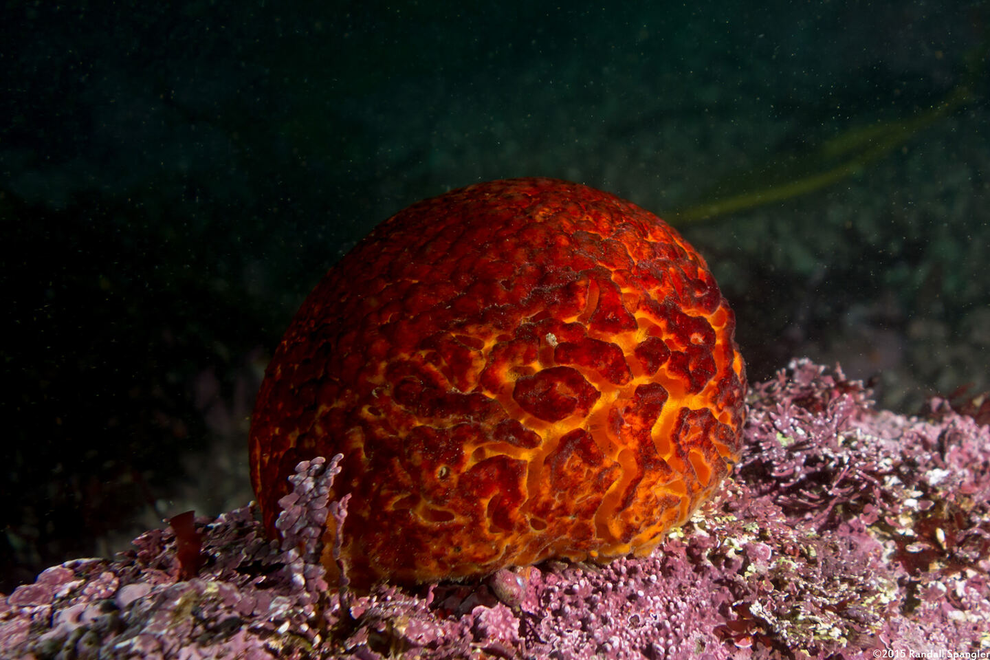 Tethya aurantium (Orange Puffball Sponge)