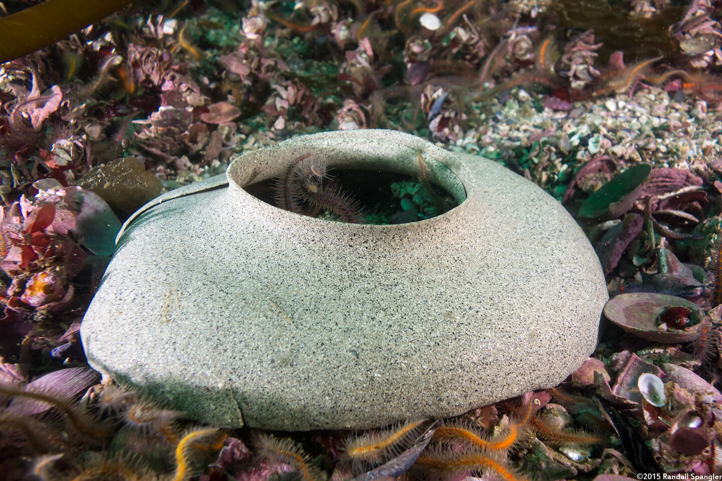 Neverita lewisii (Lewis's Moon Snail)