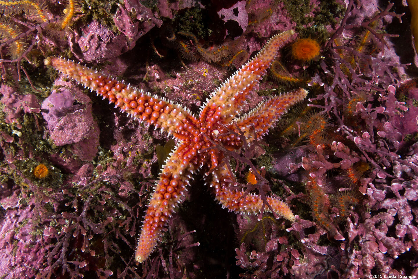Orthasterias koehleri (Rainbow Star)