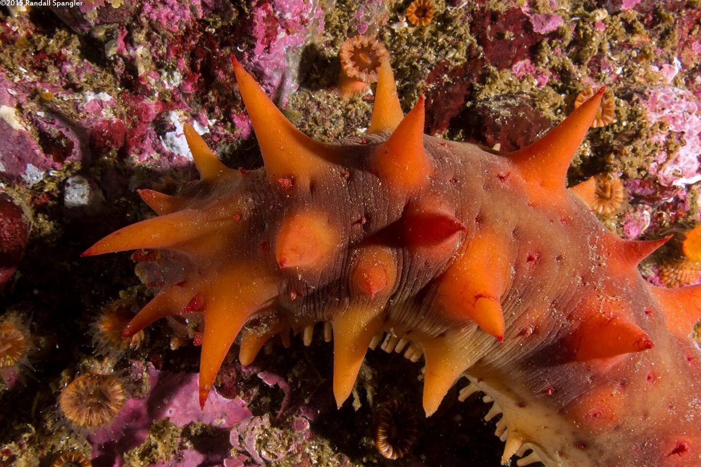 Parastichopus californicus (California Sea Cucumber)