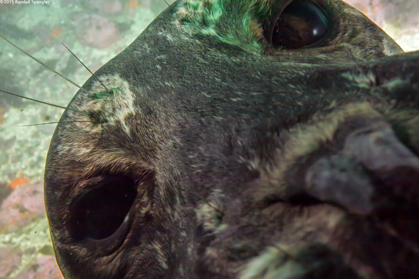 Phoca vitulina (Harbor Seal); How close will they get?  This close...