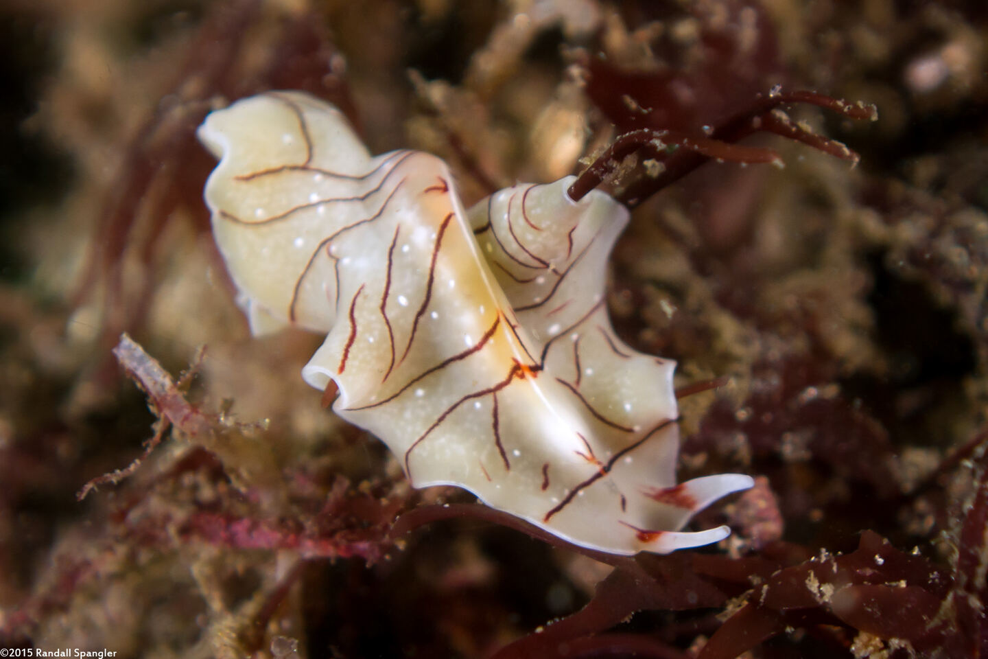 Eurylepta californica (Montgomery's Flatworm)