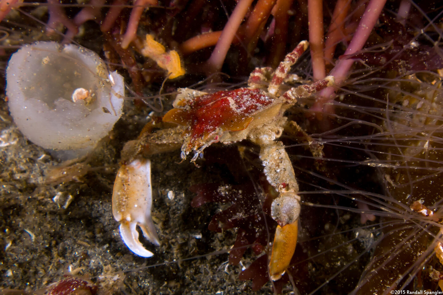 Pugettia foliata (Foliate Kelp Crab)