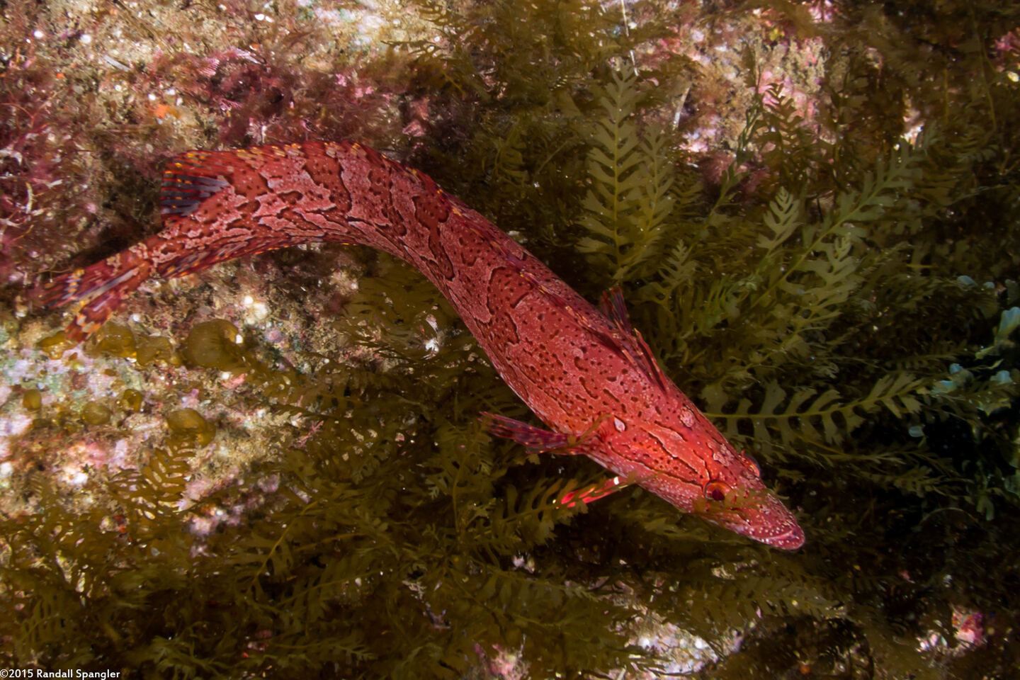 Heterostichus rostratus (Giant Kelpfish)