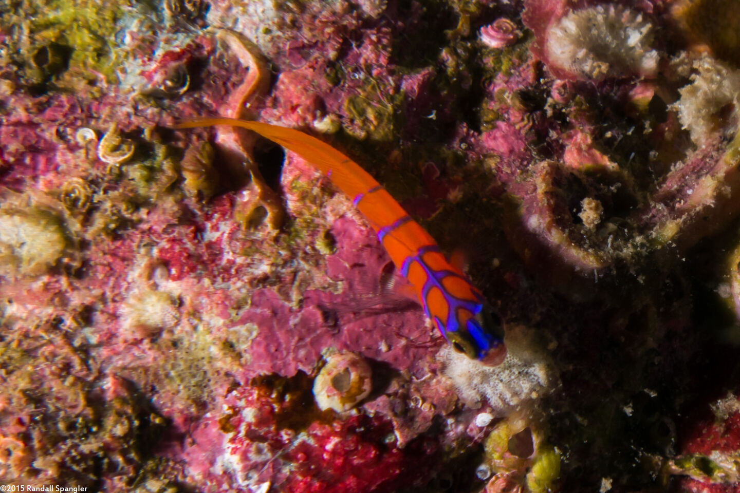 Lythrypnus dalli (Bluebanded Goby)