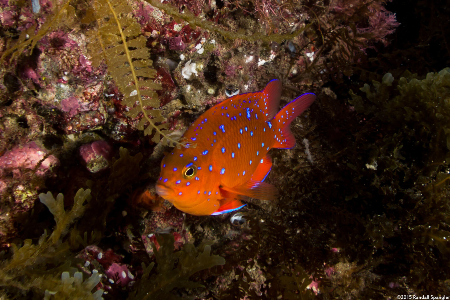 Hypsypops rubicundus (Garibaldi)
