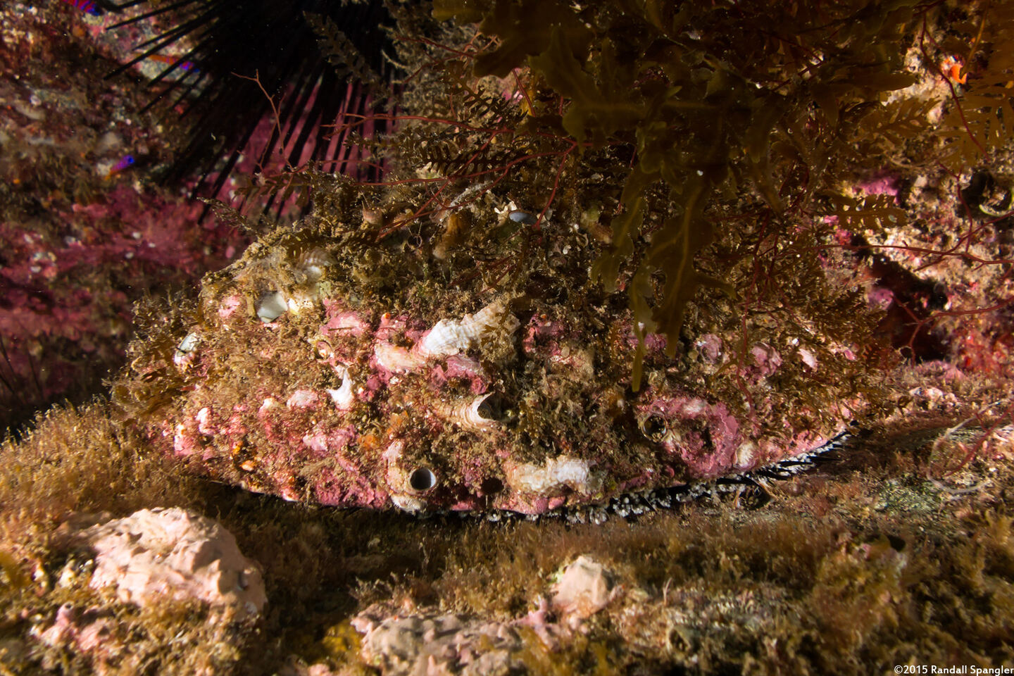 Haliotis corrugata (Pink Abalone)