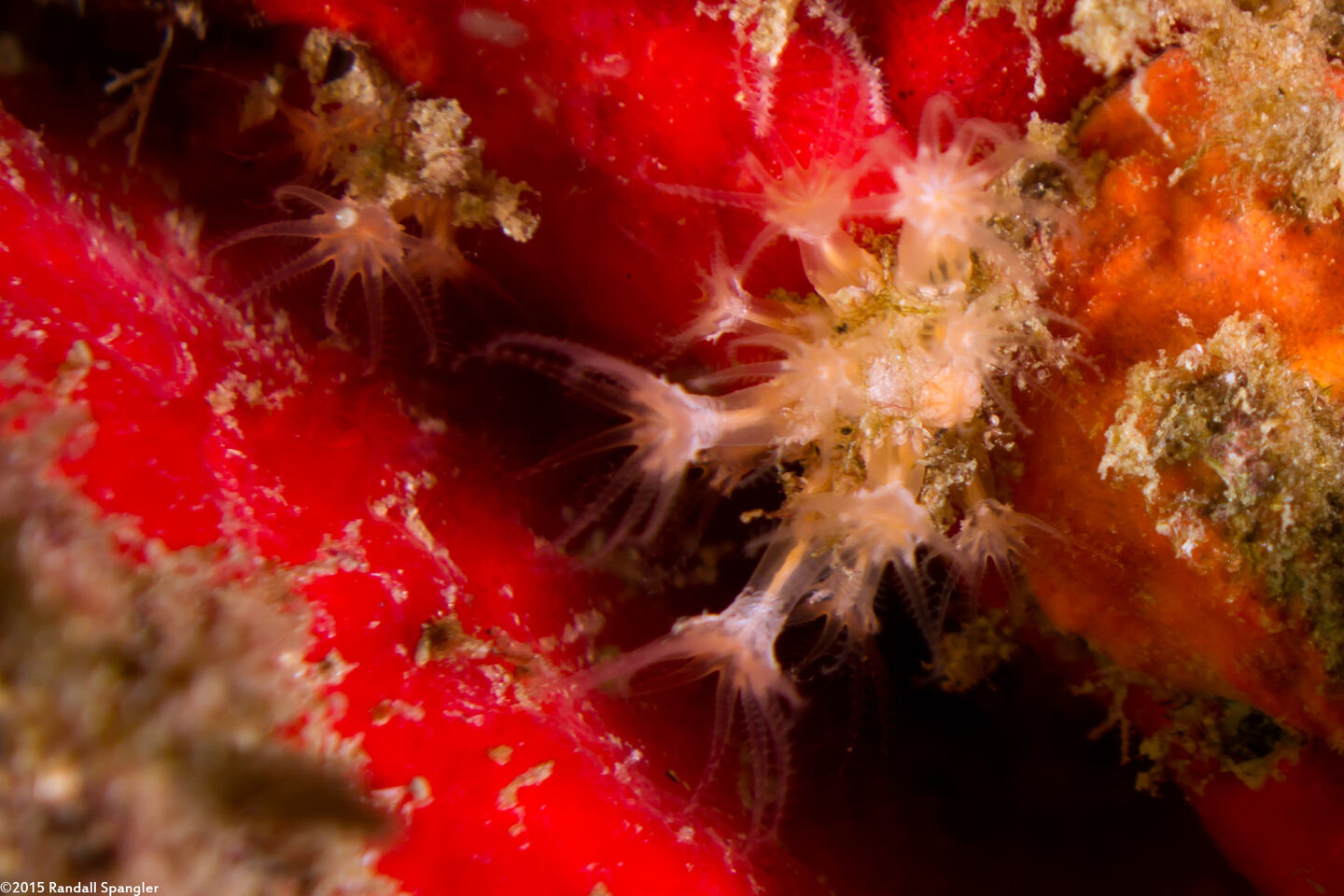 Discophyton rudyi (Discophyton rudyi)