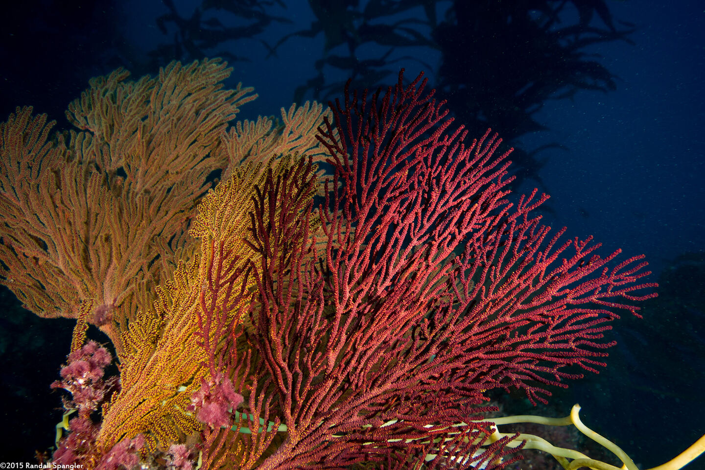 Muricea californica (California Golden Gorgonian)