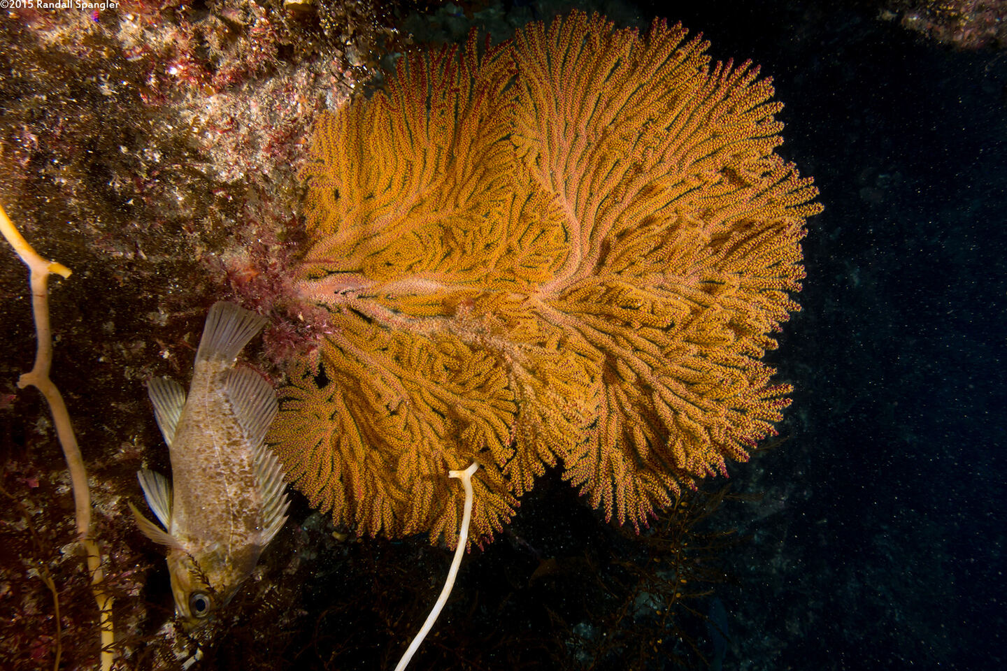 Muricea californica (California Golden Gorgonian)
