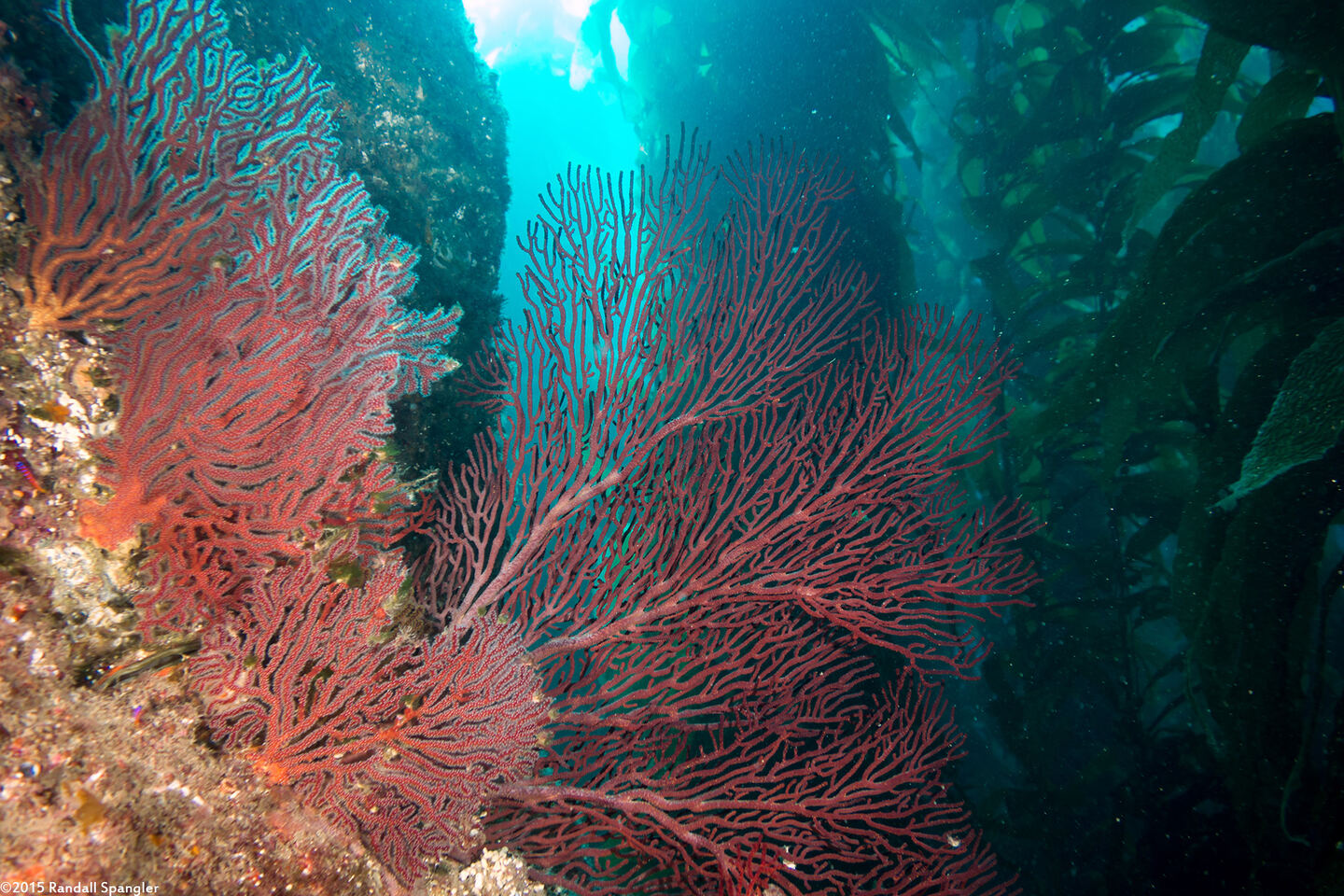Muricea fruticosa (Brown Gorgonian)