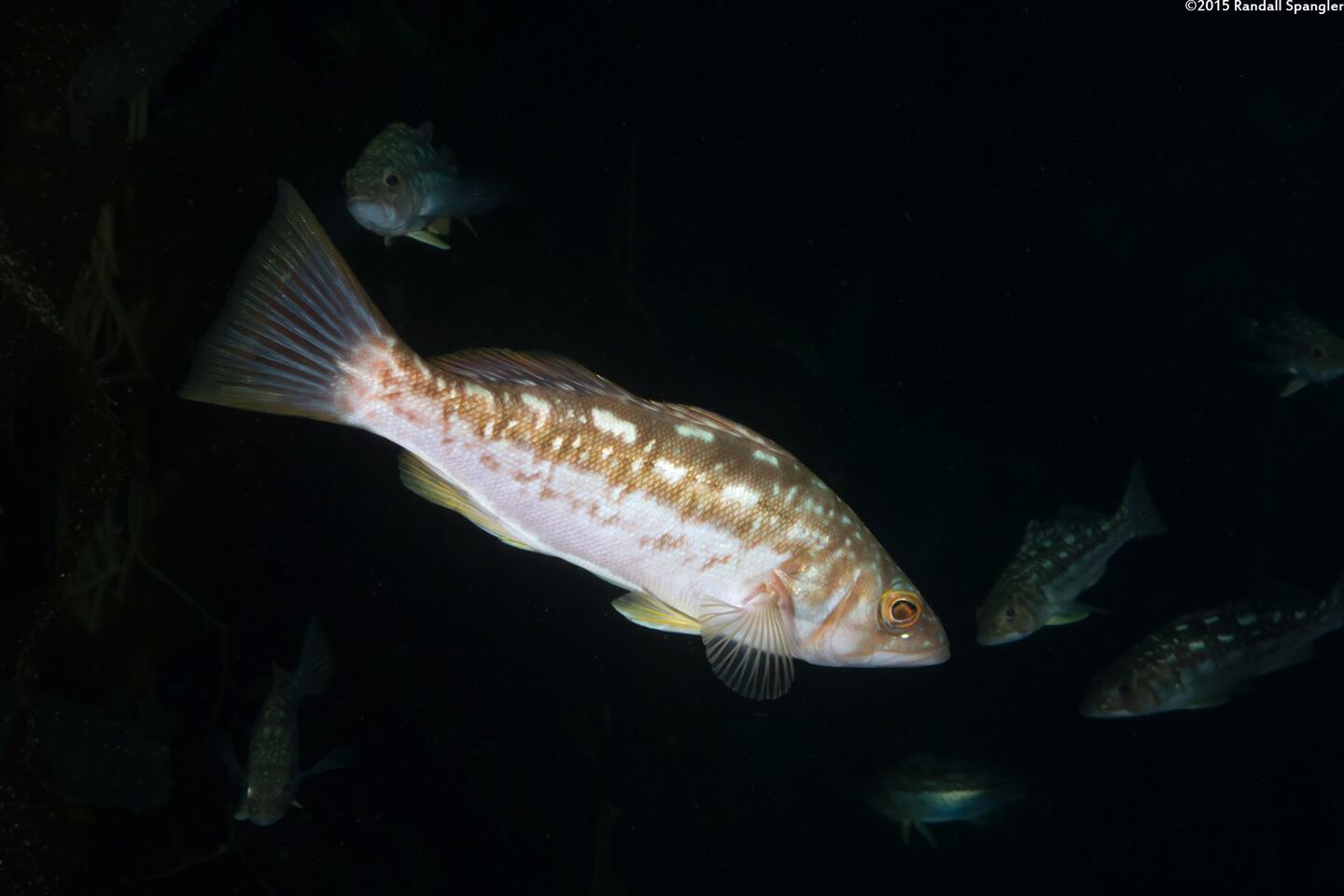 Paralabrax clathratus (Kelp Bass)