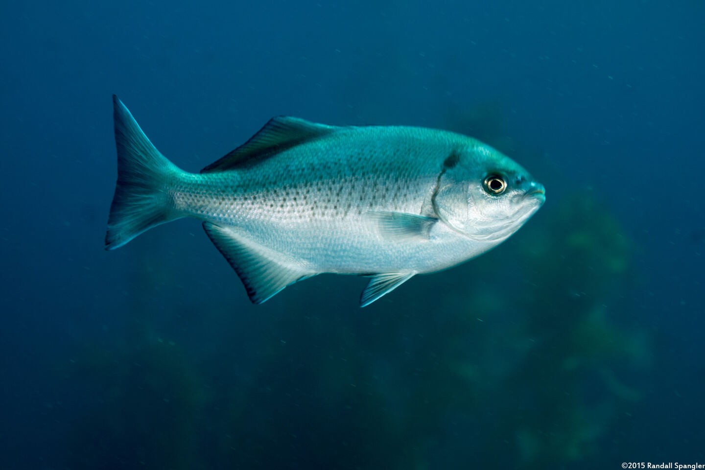 Medialuna californiensis (Halfmoon)