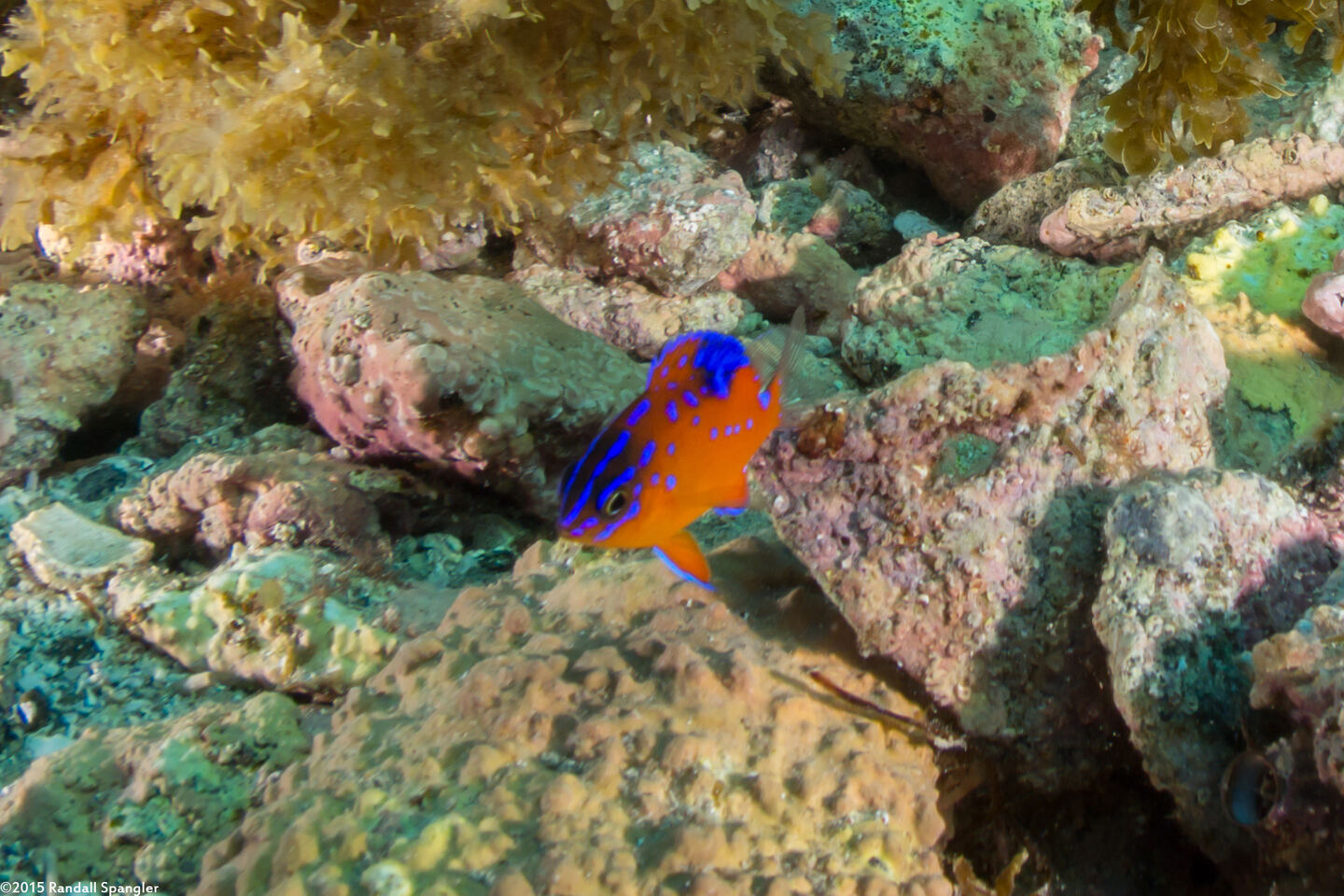 Hypsypops rubicundus (Garibaldi)