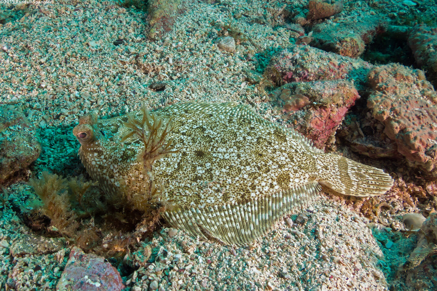 Pleuronichthys coenosus (C-O Sole)