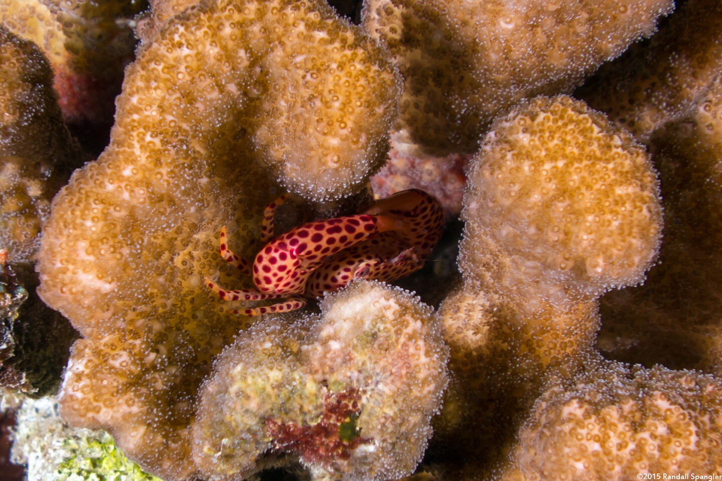 Trapezia tigrina (Red-Spotted Guard Crab)