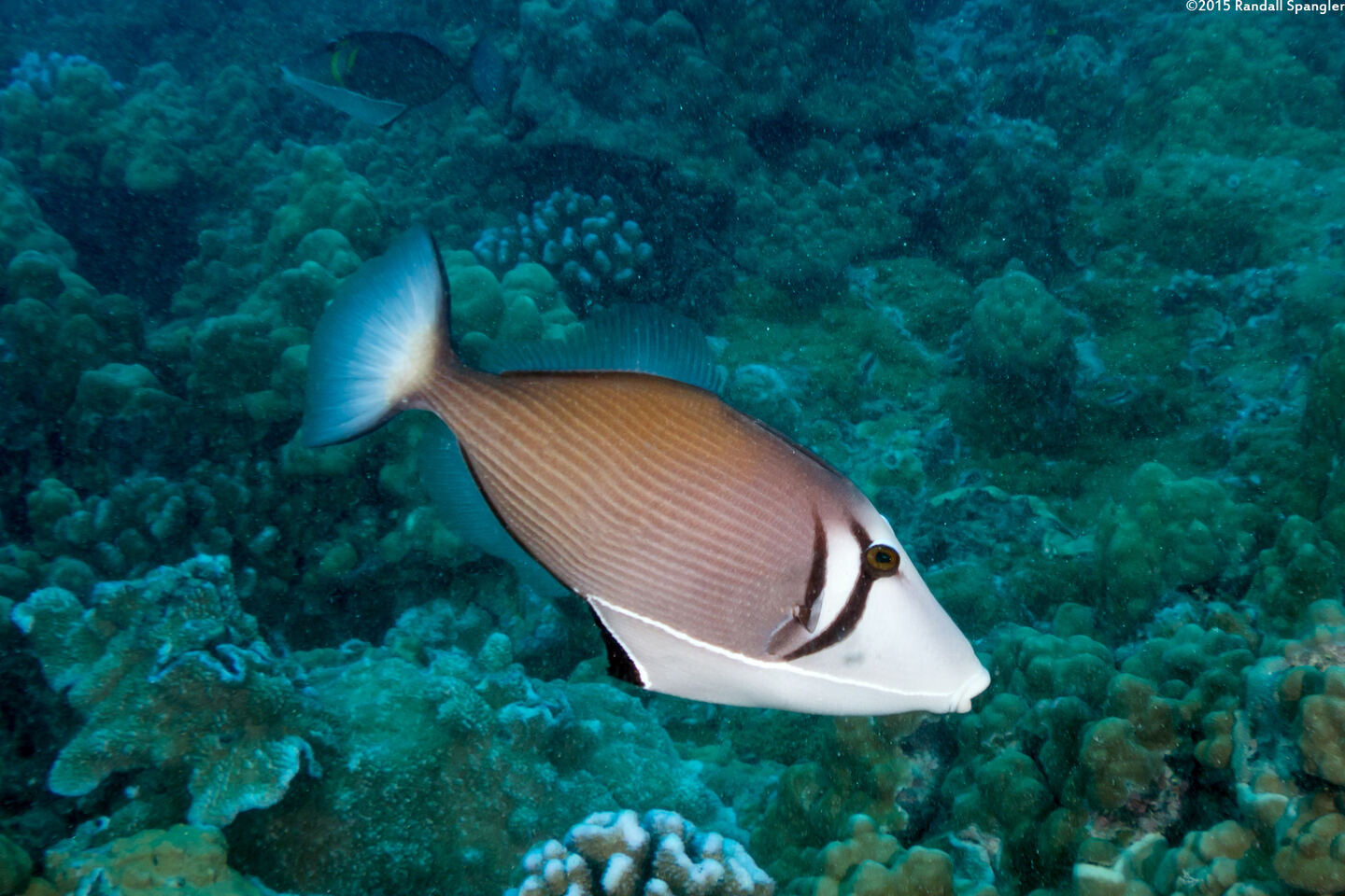 Sufflamen bursa (Scythe Triggerfish)