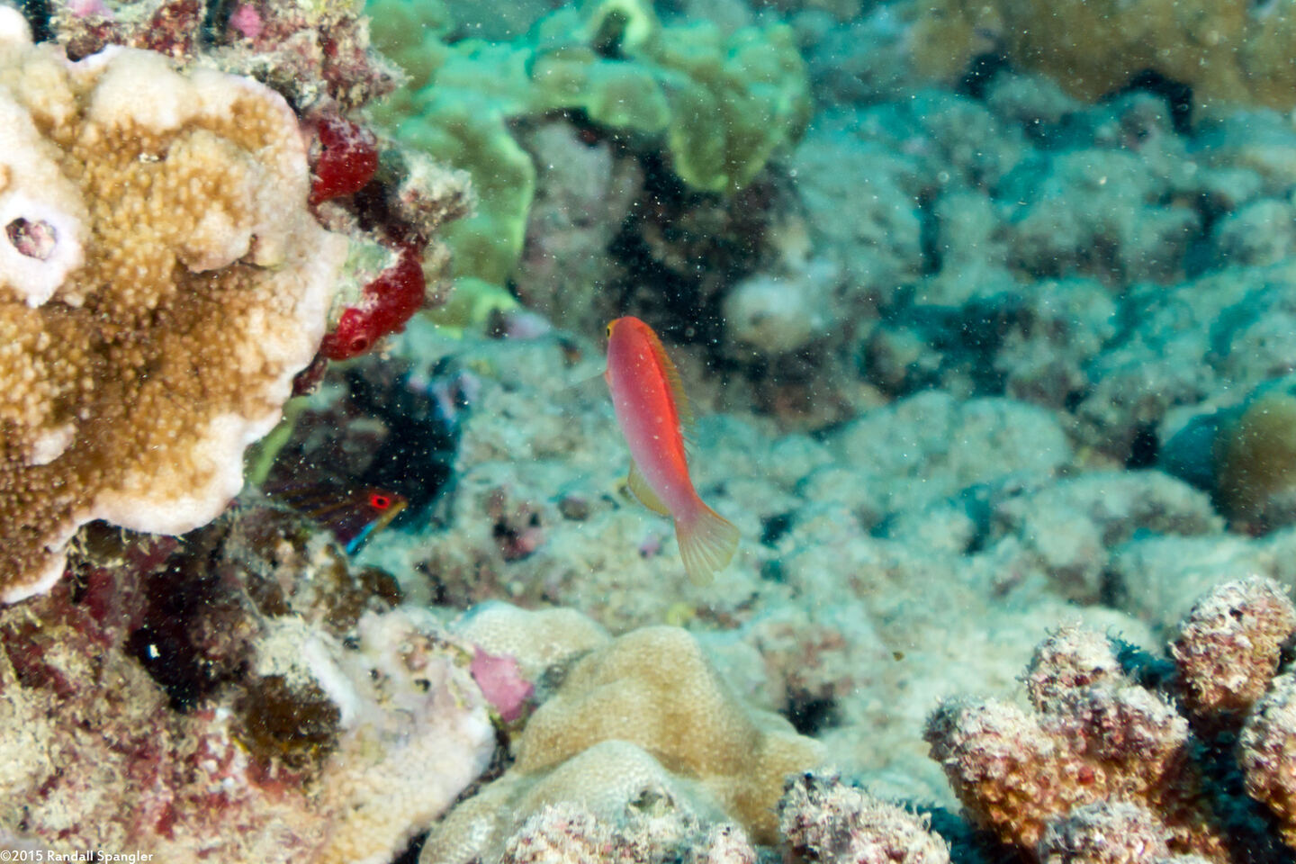 Pseudojuloides cerasinus (Pencil Wrasse)