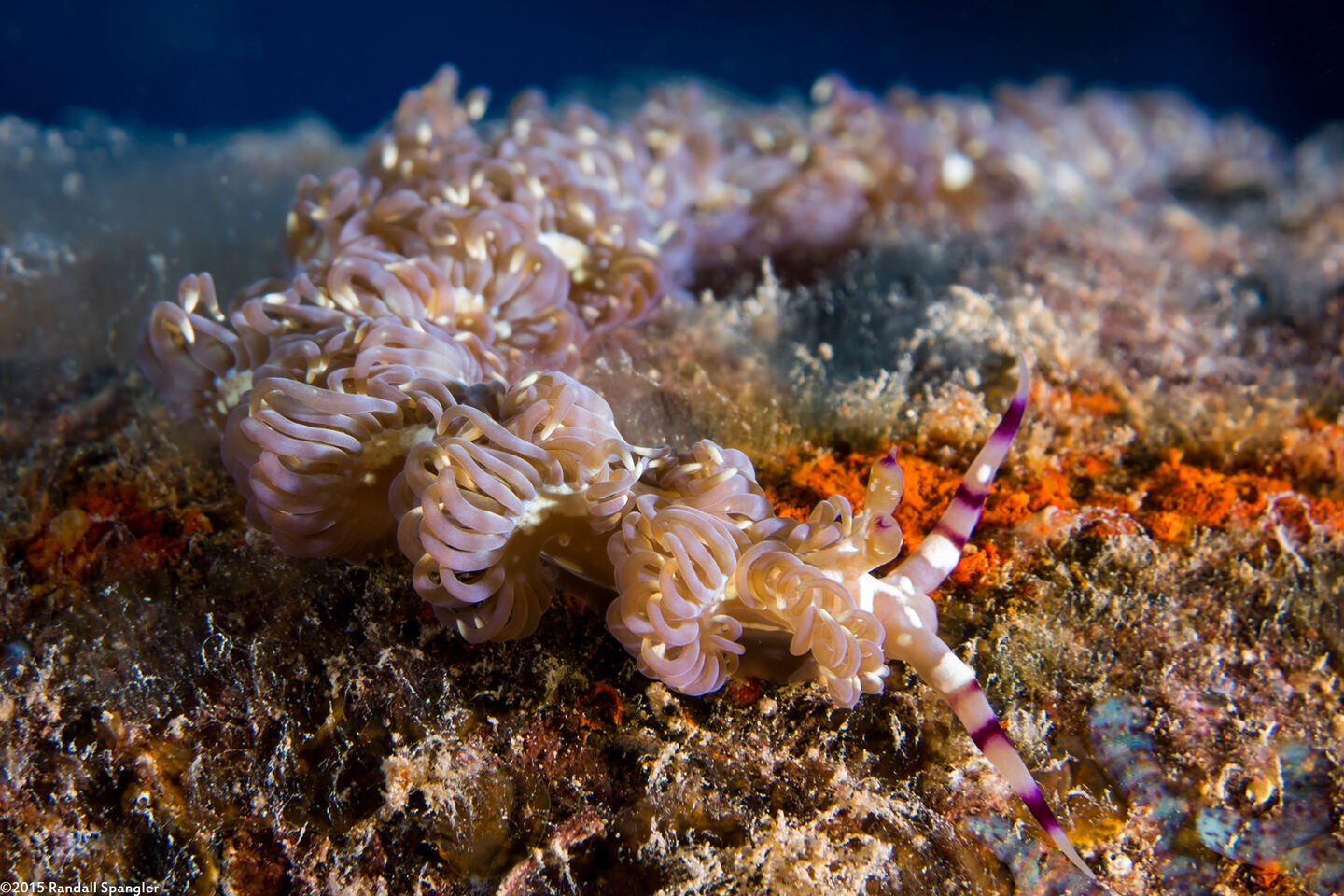 Pteraeolidia semperi (Blue Dragon Nudibranch)
