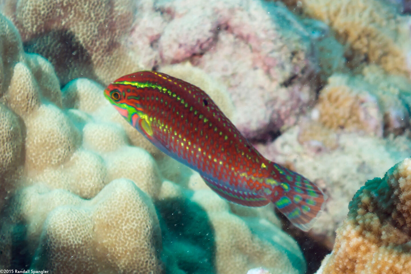 Halichoeres ornatissimus (Ornate Wrasse)