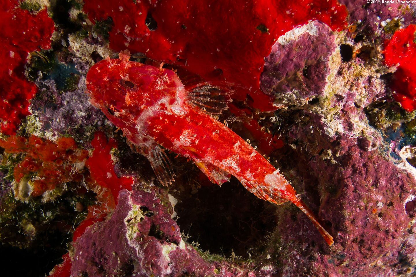 Iracundus signifer (Decoy Scorpionfish)