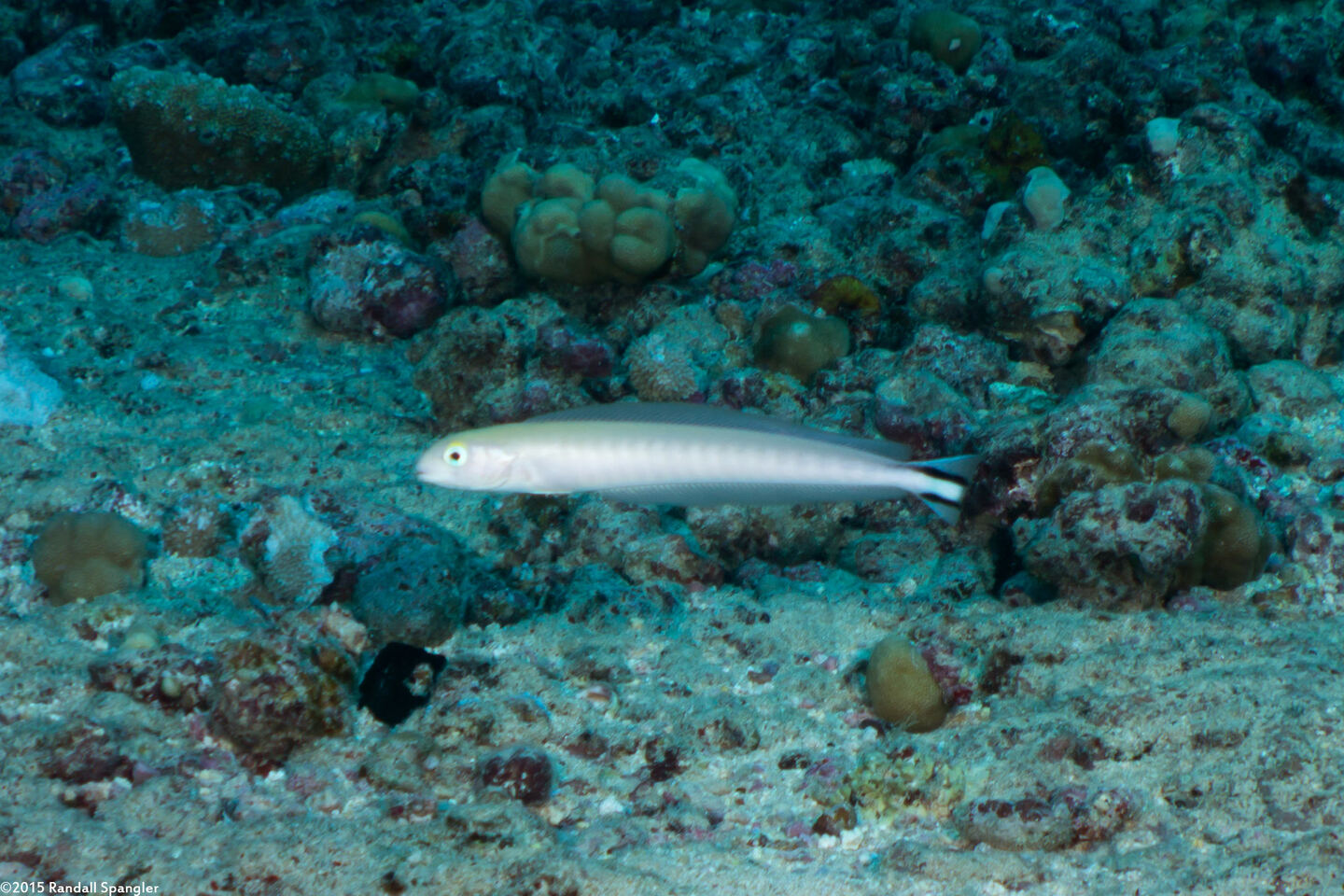 Malacanthus brevirostris (Flagtail Blanquillo)