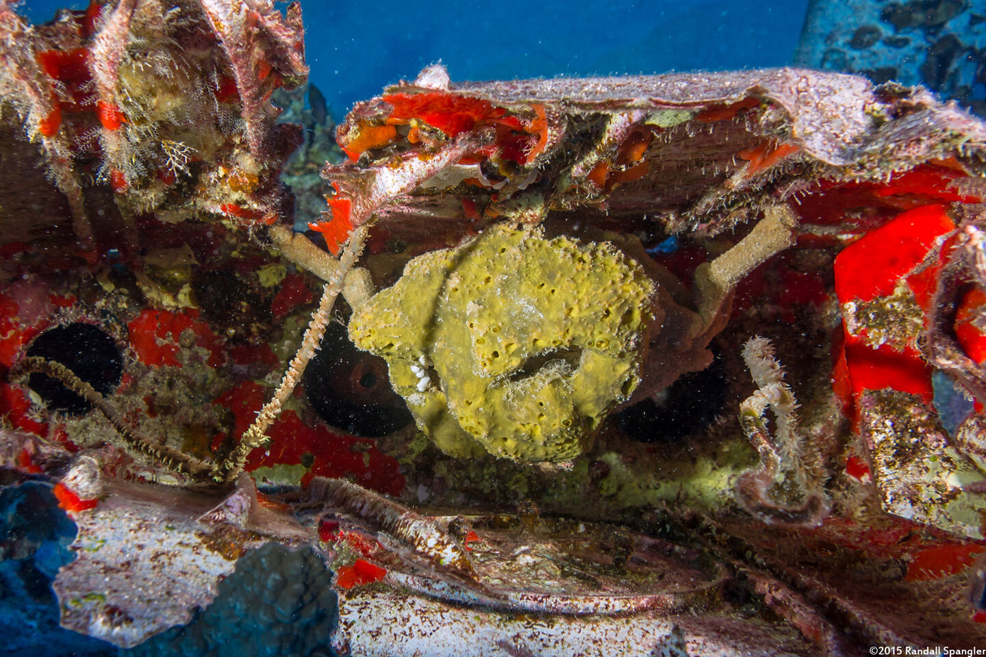 Tumidodromia dormia (Sleepy Sponge Crab)