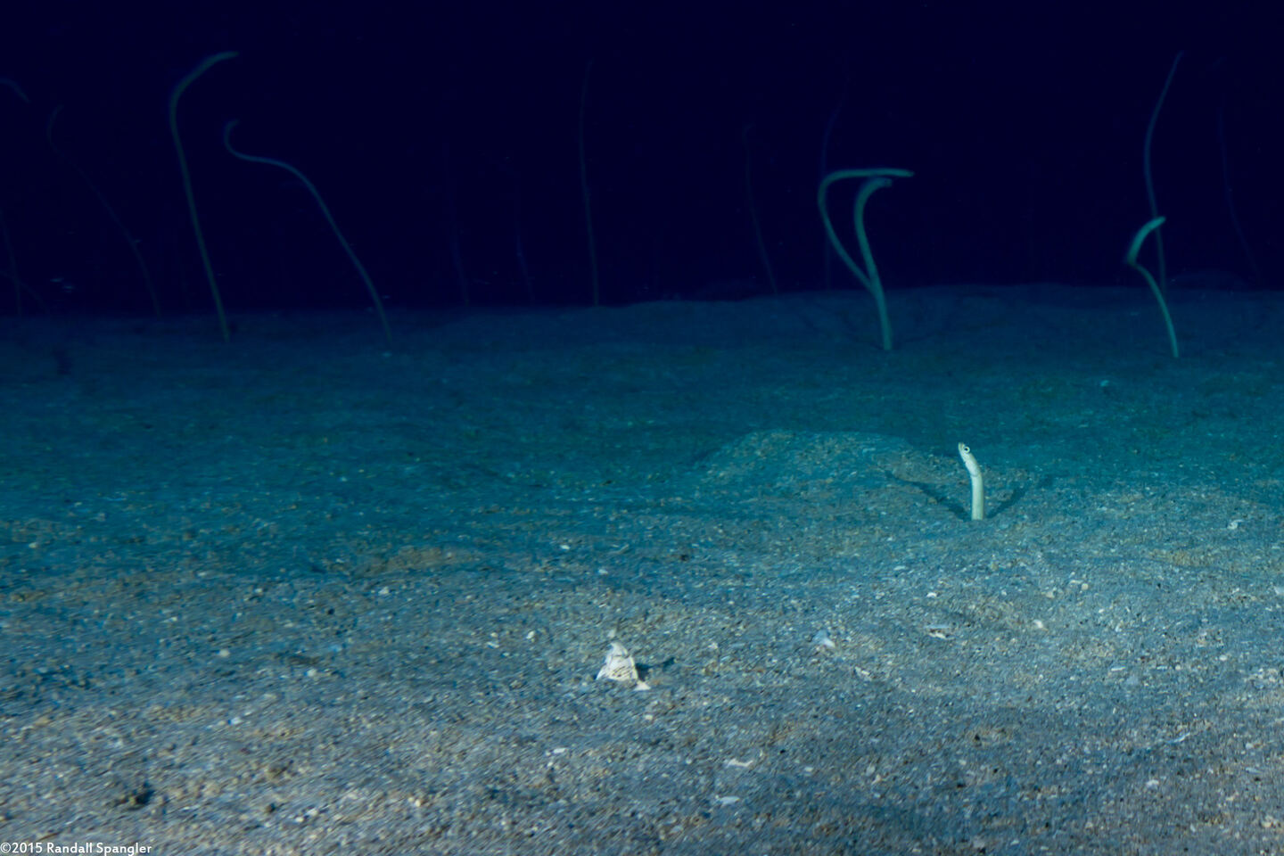 Callechelys lutea (Freckled Snake Eel)