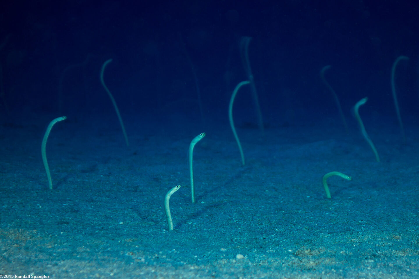 Gorgasia hawaiiensis (Hawaiian Garden Eel)