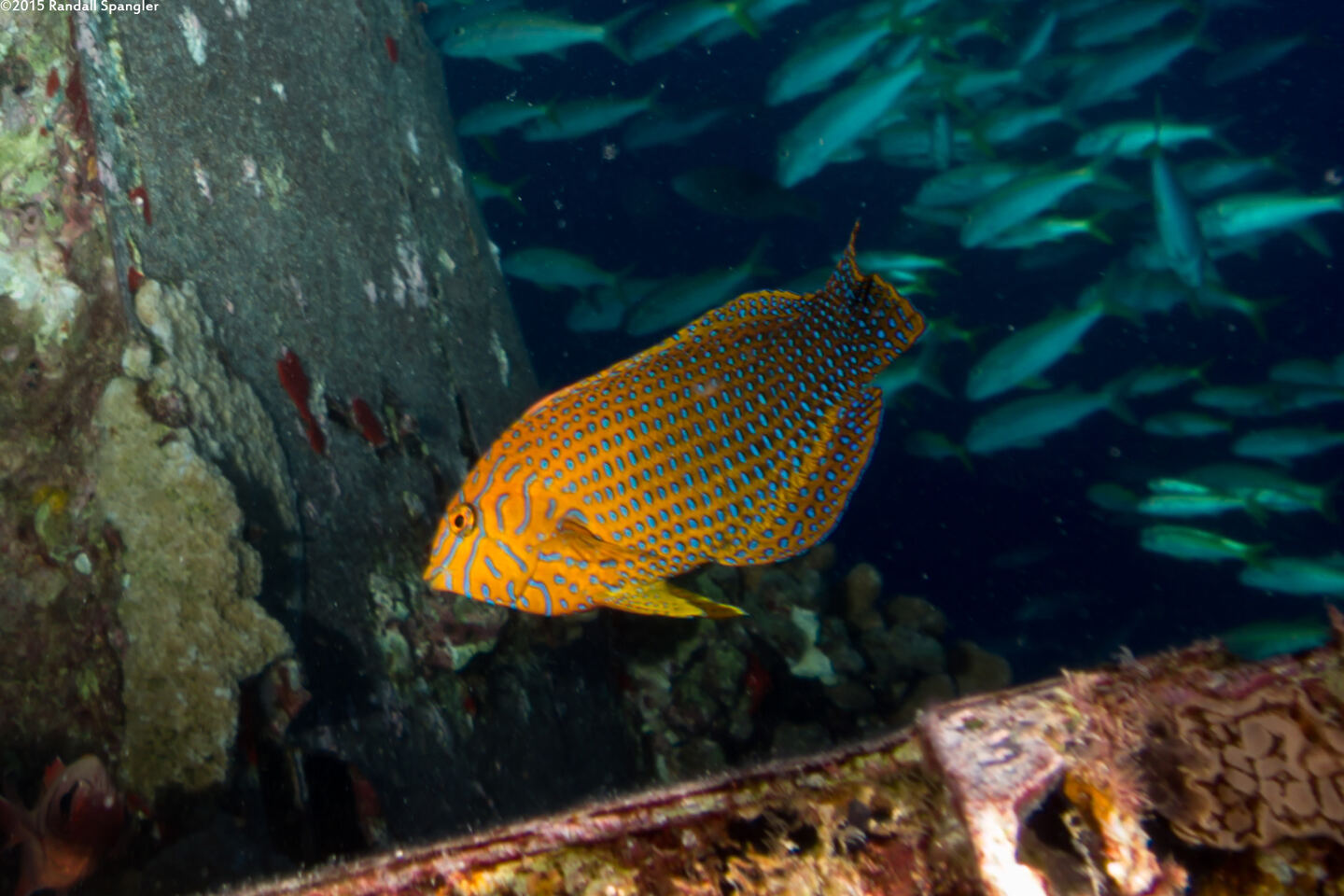 Macropharyngodon geoffroy (Shortnose Wrasse)