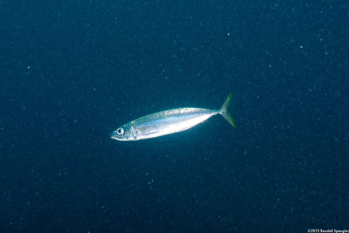Decapterus macarellus (Mackerel Scad)