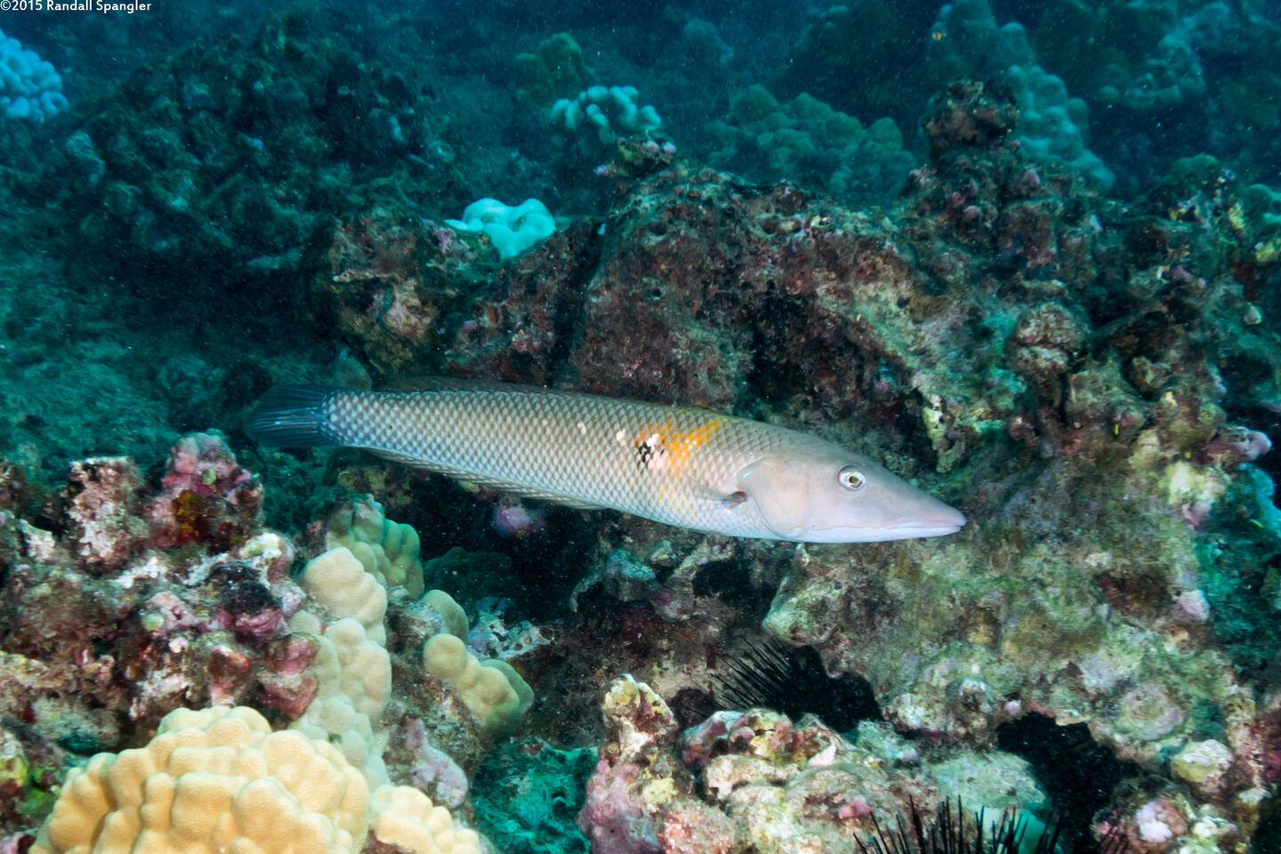 Cheilio inermis (Cigar Wrasse)