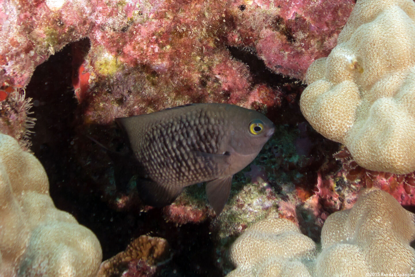 Plectroglyphidodon marginatus (Hawaiian Gregory)