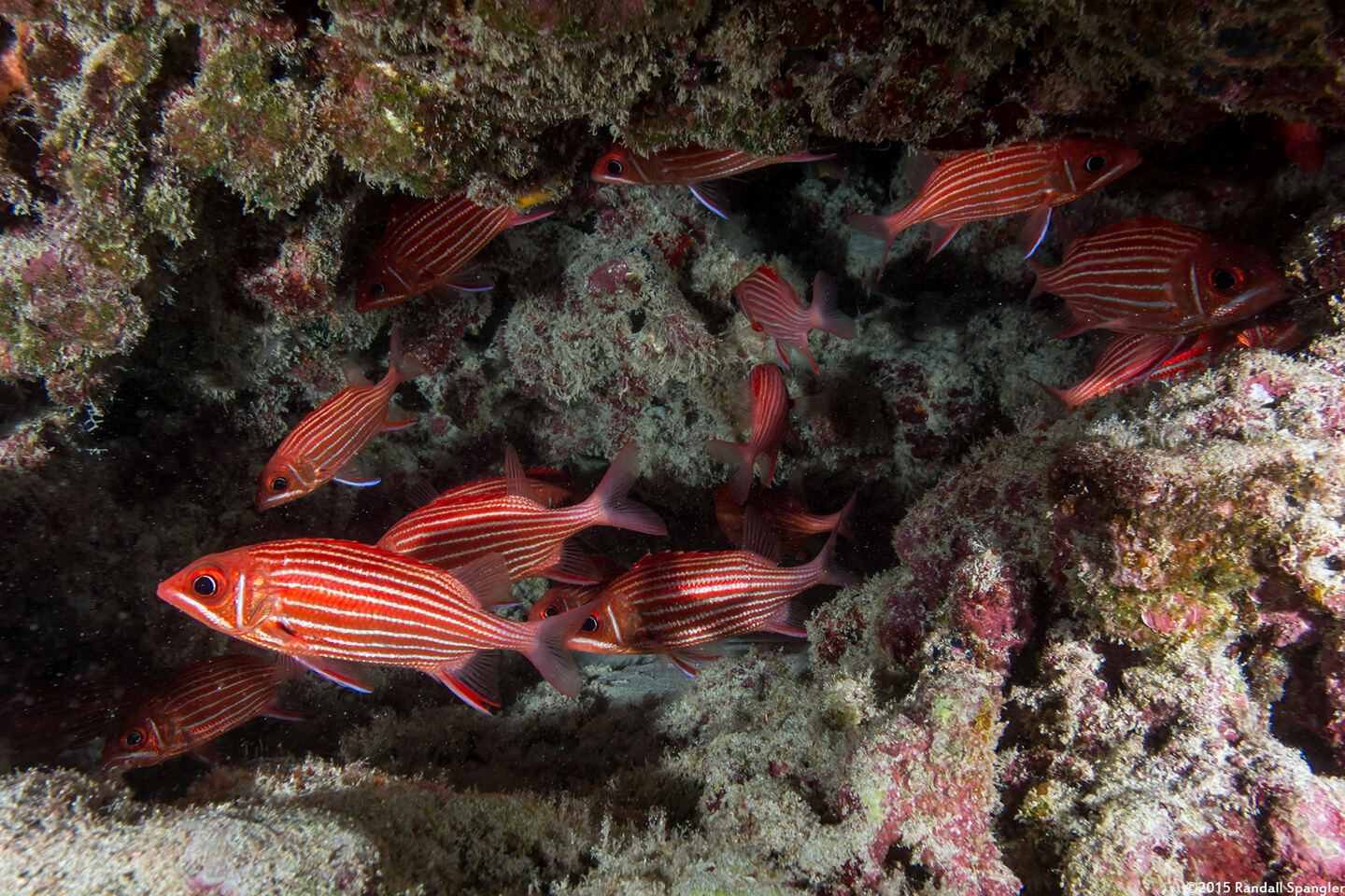 Sargocentron xantherythrum (Hawaiian Squirrelfish)