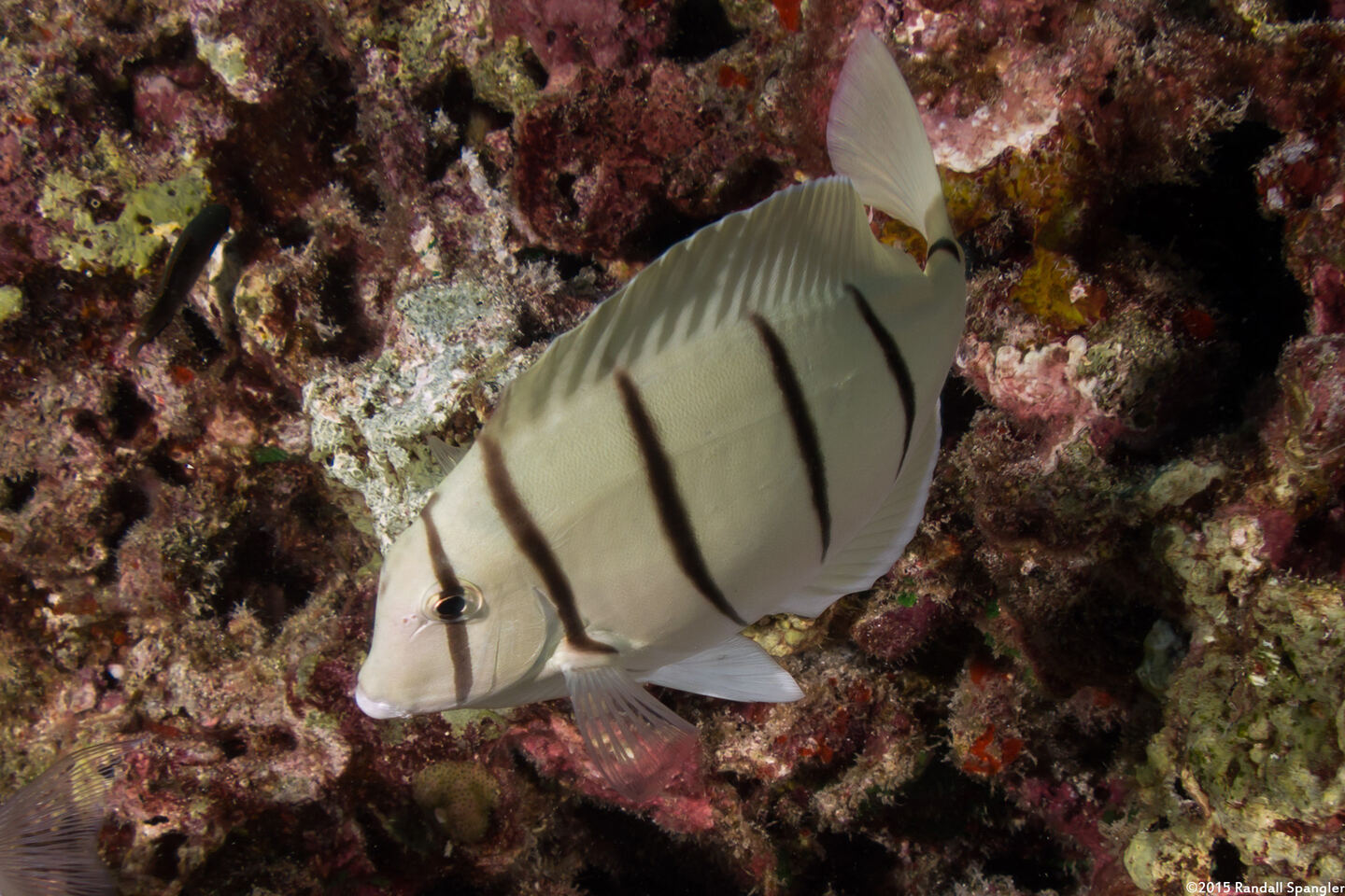 Acanthurus triostegus (Convict Tang)