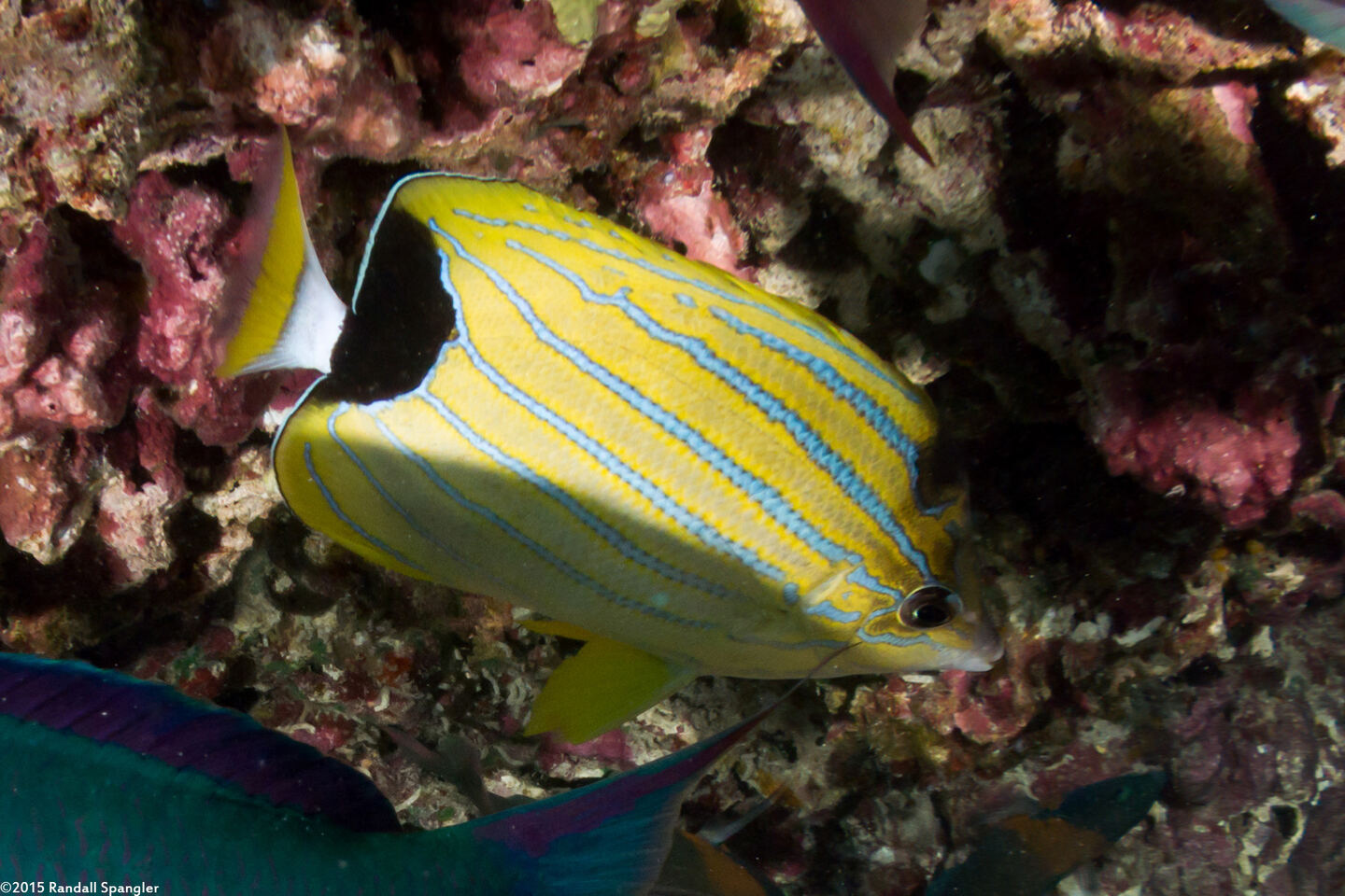 Chaetodon fremblii (Bluestripe Butterflyfish)
