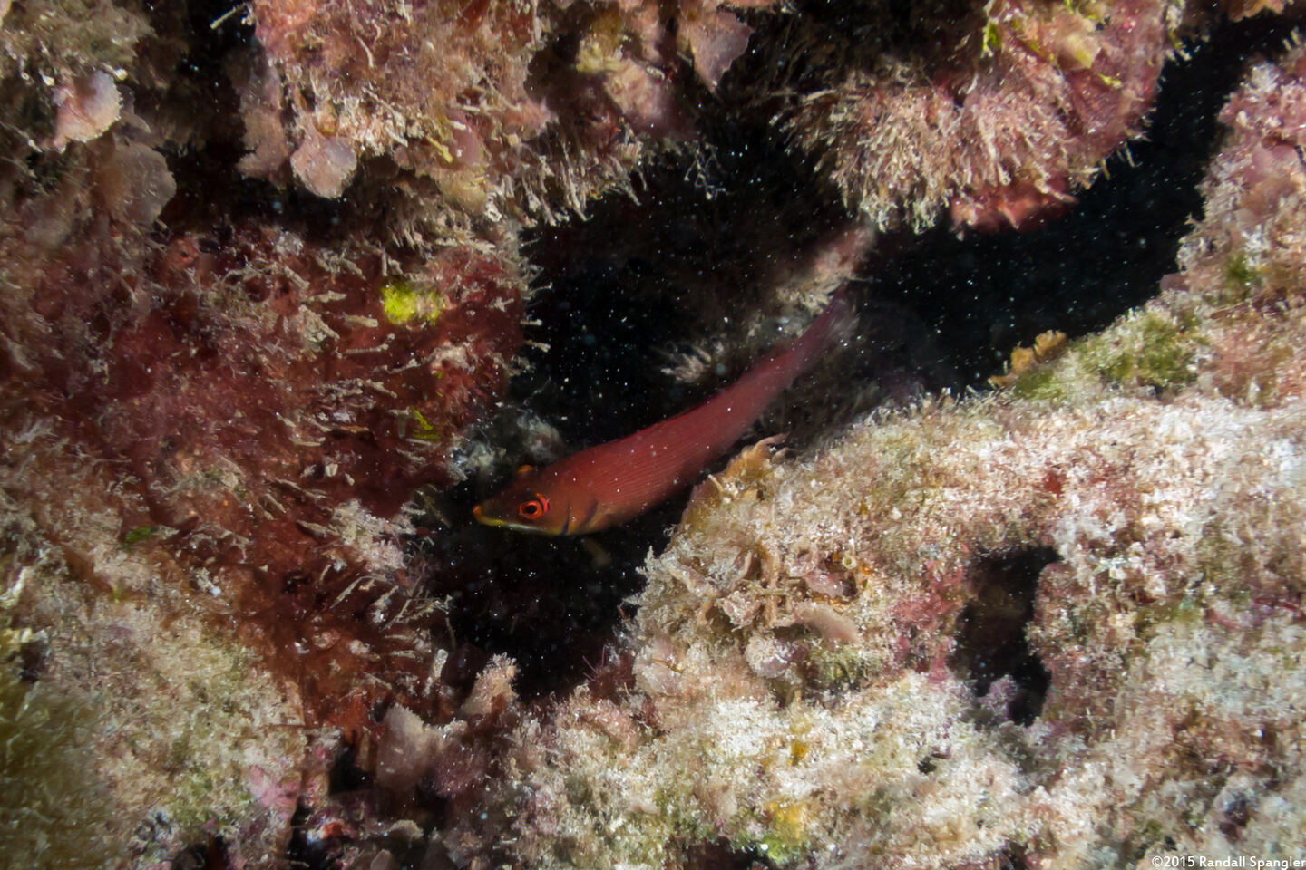 Pseudocheilinus evanidus (Disappearing Wrasse)