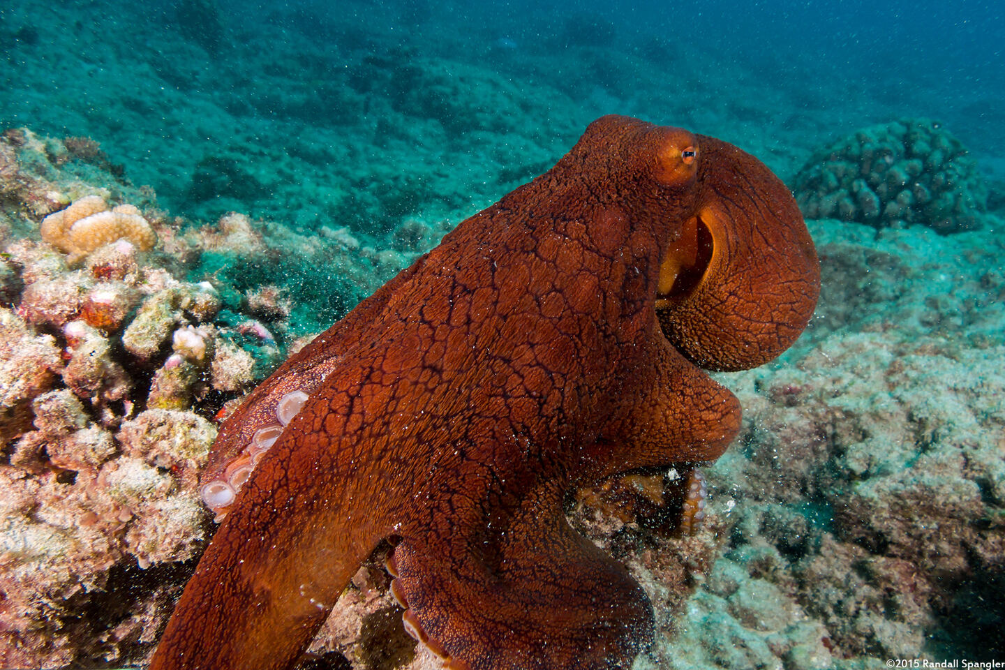 Octopus cyanea (Day Octopus)