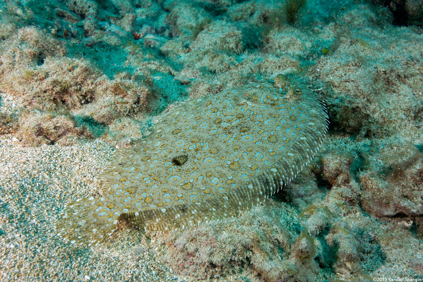 Bothus pantherinus (Panther Flounder)