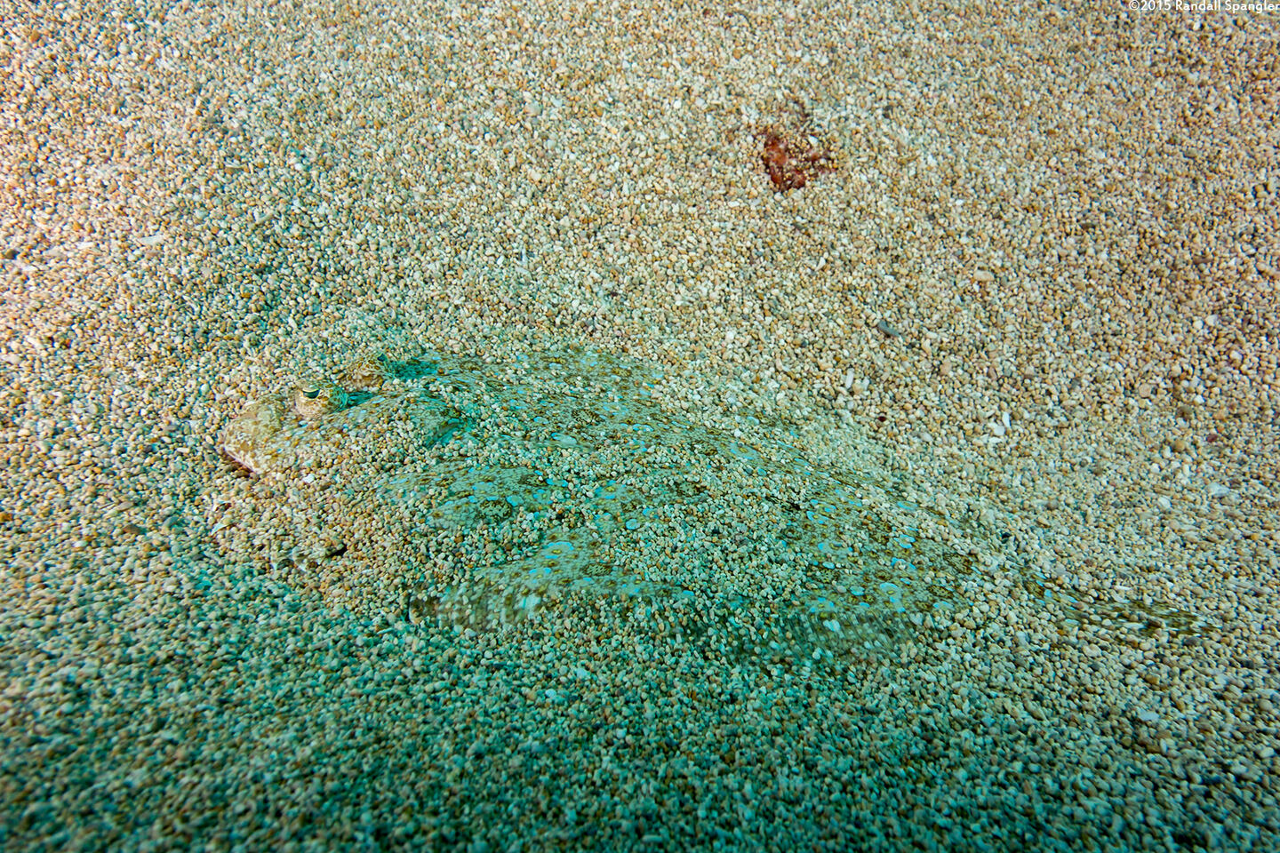 Bothus pantherinus (Panther Flounder)