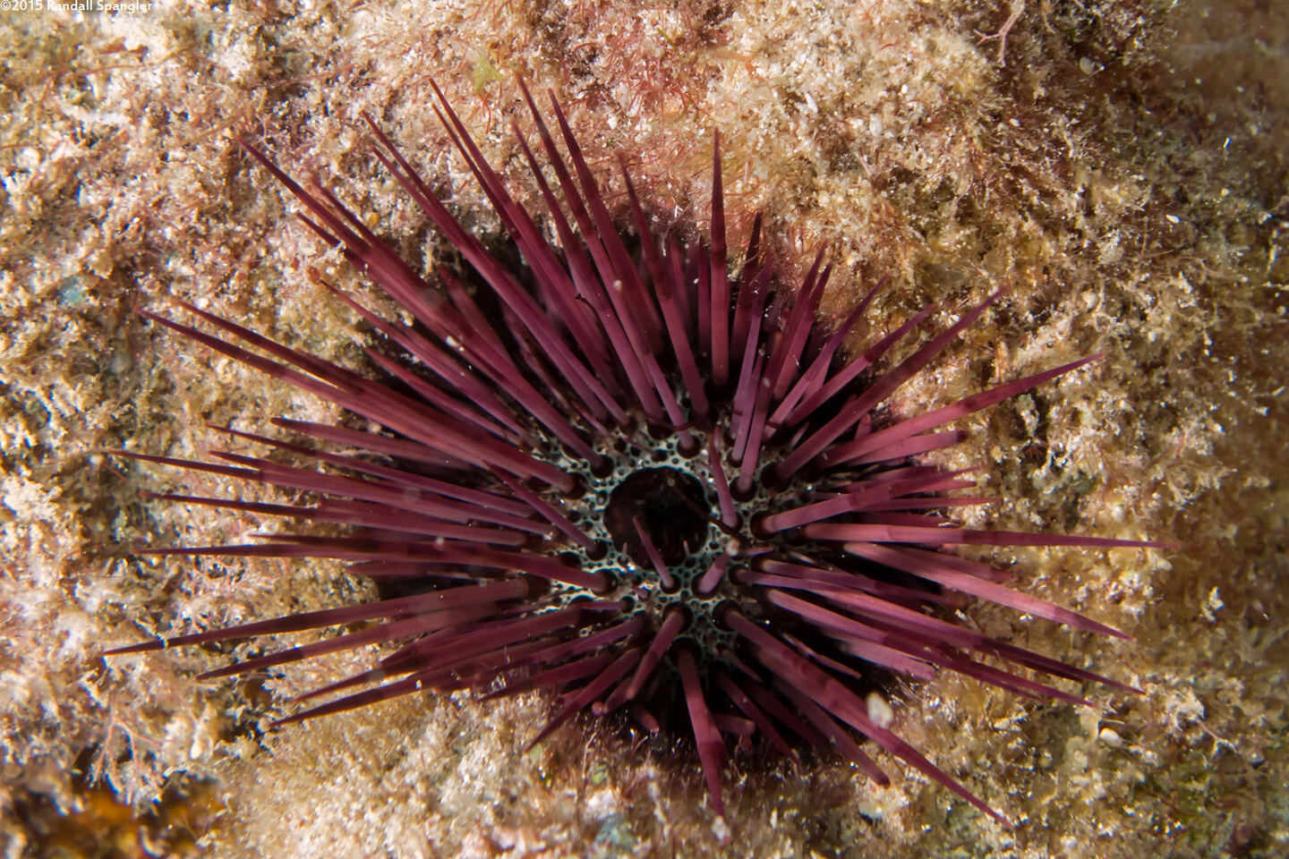 Echinostrephus aciculatus (Needle-Spined Urchin)