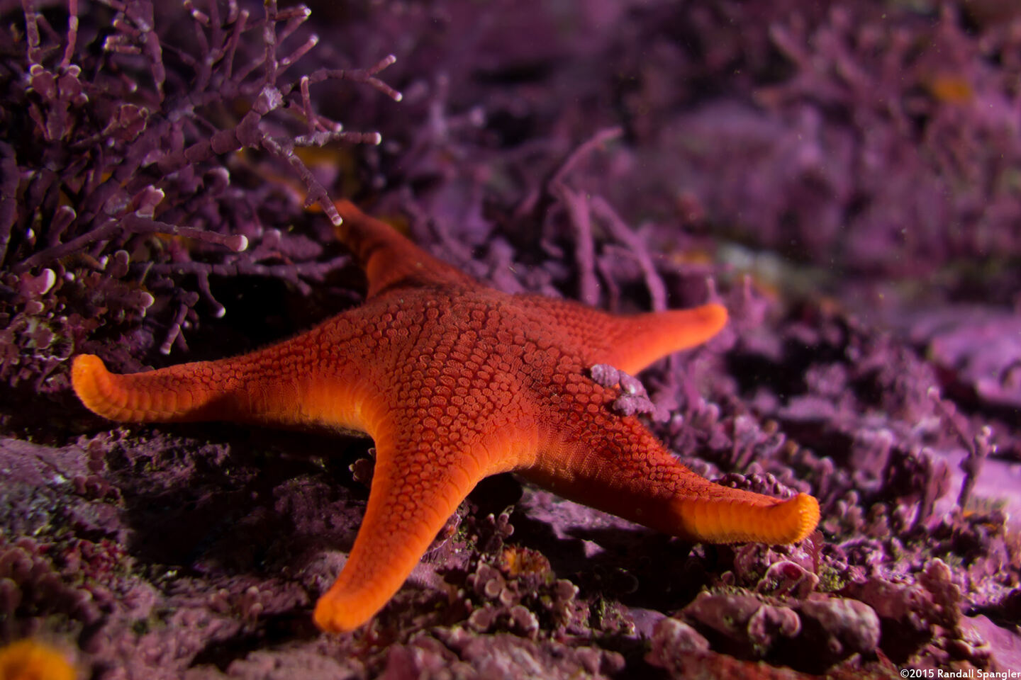 Mediaster aequalis (Red Sea Star)